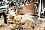 Boy feeding cow on organic dairy farm
