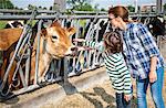 Female farmer and boy petting cow on organic dairy farm