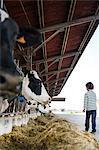 Boy watching feeding cows on organic dairy farm