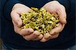 Close up of human hands holding hops, the major ingredient for making beer.