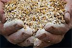 Close up of human hands holding golden malt, a major ingredient for flavouring craft beer.