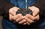 Close up of human hands holding juniper berries used to flavour beer.