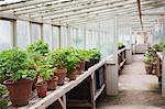 Interior view of the greenhouse with plants in terracotta pots, in a plant house.