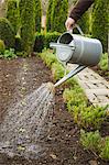 Close up of person watering newly planted seedlings in a bed of soil in a garden.