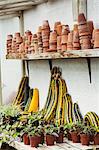 Shelves with terracotta plant pots, green and yellow squashes and marrows, gourds and plants in a garden conservatory or greenhouse.