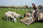 Woman on a pasture, unloading sheep and newborn lambs with numbers painted on their sides from a trailer.