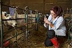 Young woman standing a stable next to a sheep pen, taking picture of a sheep with a mobile phone.