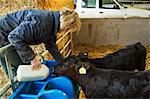 Woman standing in a stable, pouring milk into a feeder for two black calves.