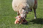 Ewe licking clean her newborn lamb lying in the grass.