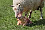 Ewe licking clean her newborn lamb lying in the grass.