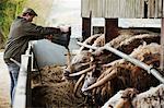 A farmer emptying feed in to a trough for a row of longhorn cattle, in a barn.