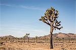 Landscape and joshua trees in Joshua Tree National Park at dusk, California, USA