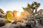 Rock formations at sunset in Joshua Tree National Park at dusk, California, USA