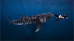 Diver swimming with Whale Shark, underwater view, Cancun, Mexico