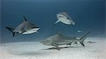 Group of Bull Sharks, underwater view, Playa del Carmen, Mexico