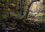 Deer in woodlands, West Midlands, UK