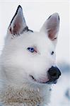Portrait of Siberian Husky