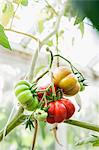 Tomatoes on plant