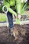 Woman holding dig out plant