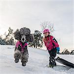 Poodle jumping, girl with sledge on background