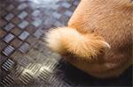 Tail of shiba inu puppy