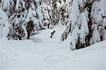 Woman snowboarding through snow covered pine trees