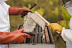 Cropped image of beekeepers brushing bee from honey frame at apiary