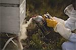 Cropped image of female beekeeper smoking bees in hive at apiary