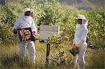 Female beekeeper looking at male colleague holding frame of honeycomb at apiary