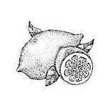 Dotwork Lemon Fruit. Vector Illustration of Citrus Food. Tattoo Hand Drawn Sketch.