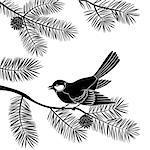 Bird Titmouse Sitting on Pine Tree Branch with Needles and Cones, Black Silhouette Isolated on White Background. Vector