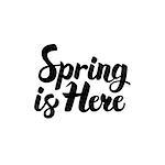 Spring is Here Lettering. Vector Illustration of Brushpen Calligraphy Isolated over White Background.