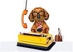 office worker businessman dachshund sausage  dog  as  boss and chef , with suitcase  and typewriter  listening on the phone or telephone  , isolated on white background