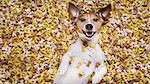hungry jack russell dog inside a big mound or cluster of food , isolated on mountain of cookie bone  treats as background