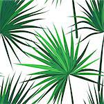 Tropical background with jungle plants. Seamless tropical pattern with green sabal palm leaves. Vector illustration.