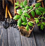 Seedlings tomato in pot with garden tools ground spade and rake on old wooden board. Copyspace