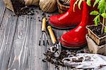 Garden red boot with seedlings tomato ground in pot glove and tools on old wooden board rustic style. Copyspace