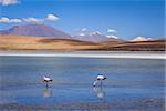 Pink flamingos in altiplano laguna, sud Lipez reserva Eduardo Avaroa, Bolivia