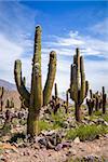 Giant cactus in the Tilcara quebrada moutains, Argentina