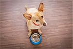 hungry  chihuahua dog behind empty  bowl, isolated wood background at home and kitchen looking up  to owner and begging for food