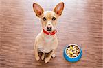 hungry  chihuahua dog behind food bowl  isolated wood background at home and kitchen looking up  to owner and begging