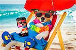 jack russel dog resting and relaxing on a hammock or beach chair under umbrella at the beach ocean shore, on summer vacation holidays taking a selfie with smartphone or mobile phone or telephone