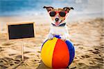 jack russel dog  at the beach ocean shore, on summer vacation holidays  with a plastic ball, banner or placard to the side