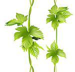 Green vertical vine liana leaves hops. Seamless vector pattern illustration isolated on white background