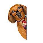 office worker businessman dachshund sausage  dog  as  boss and chef  with  tie , isolated on white background