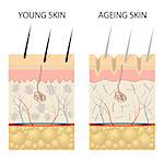 Young healthy skin and older skin comparison, skin layers and wrinkles diagram. Also available as a Vector in Adobe illustrator EPS 10 format.