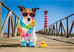 jack russel dog  at the beach ocean shore, on summer vacation holidays  with a plastic duck, lighthouse at the back