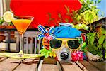 drunk sick ill jack russell dog with sunglasses in summer or spring  vacation holidays   with a cocktail drink and ice bag or pack on head