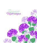 Vector illustration of hydrangea flower Background with purple flowers