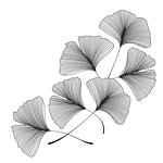 Vector illustration of ginkgo biloba leaves. Background with silhouette of leaves